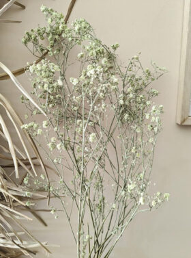 Gypsophile vert clair